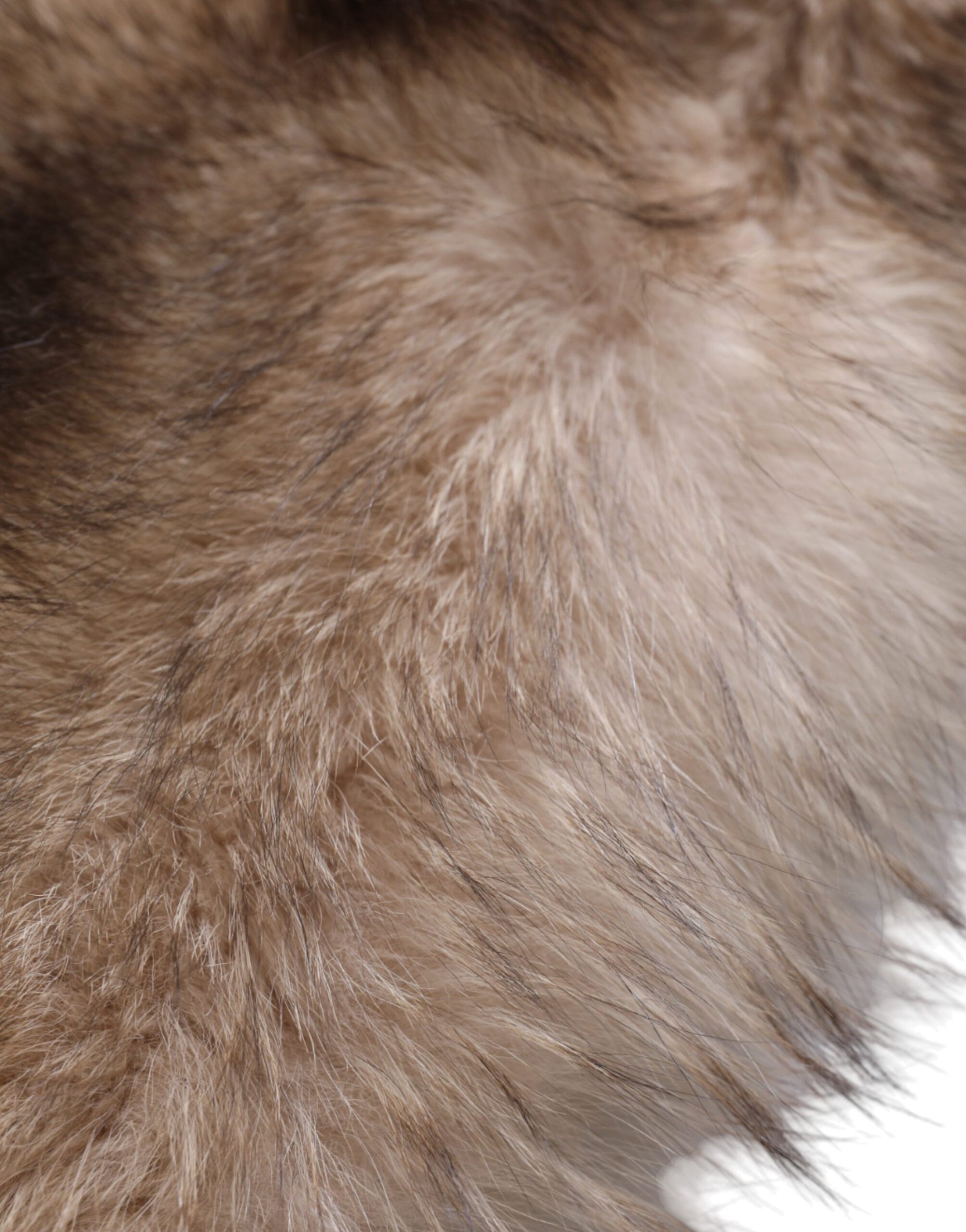 Dolce & Gabbana Brown Frost Fox Fur Neck Warmer Winter Scarf - Maison Luxe